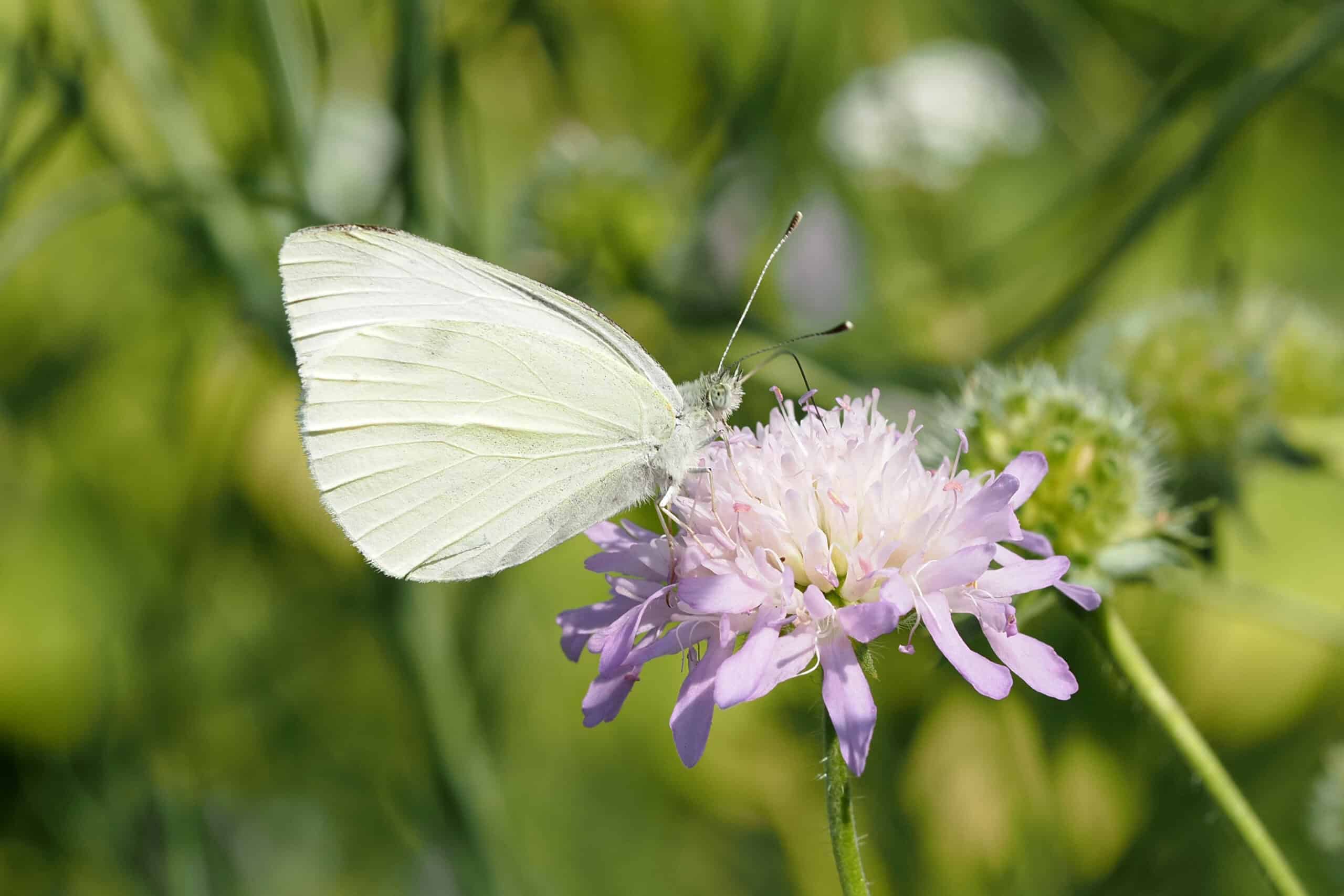 Weißling_Pieridae