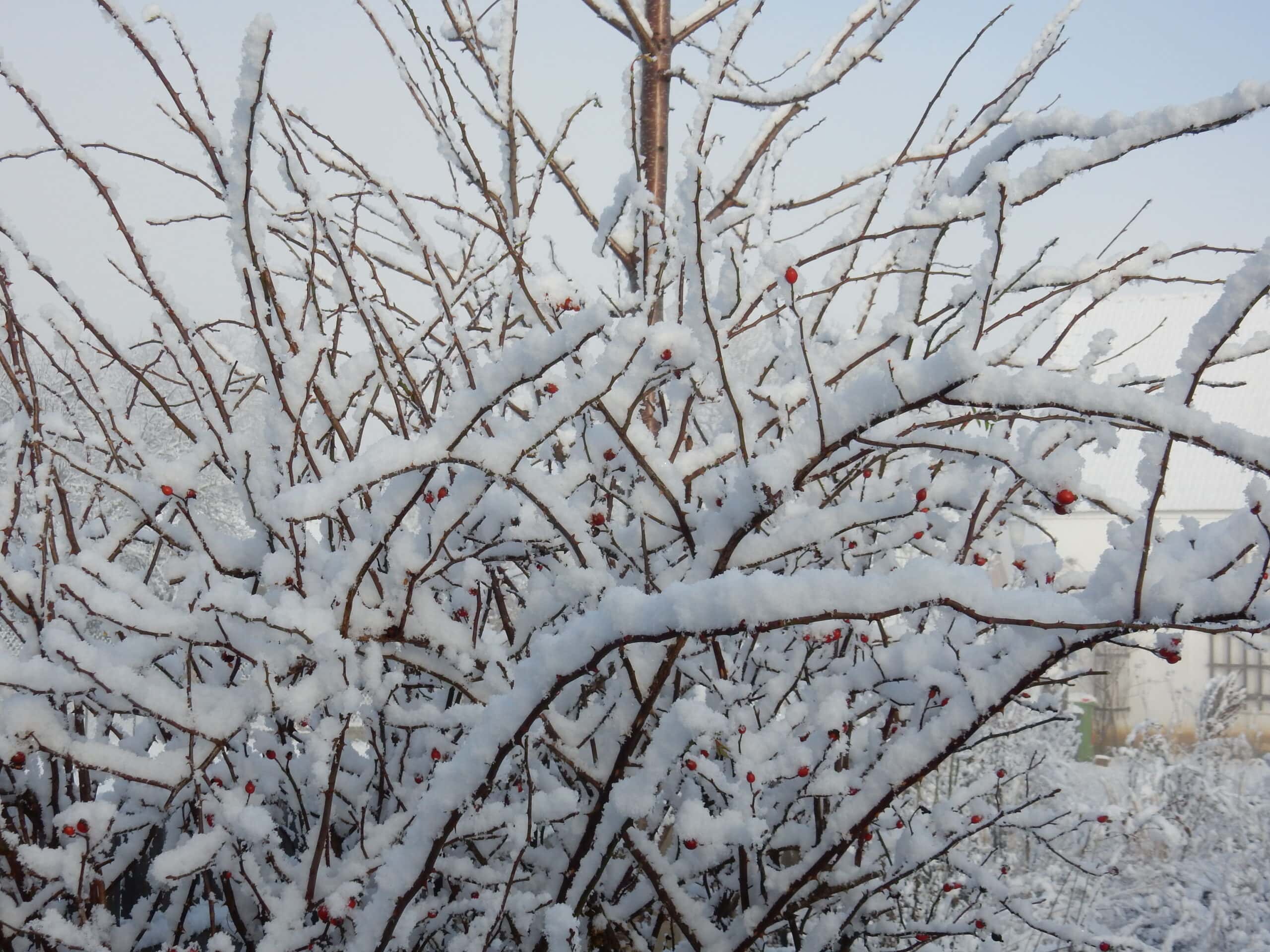 Rosa canina im Winter