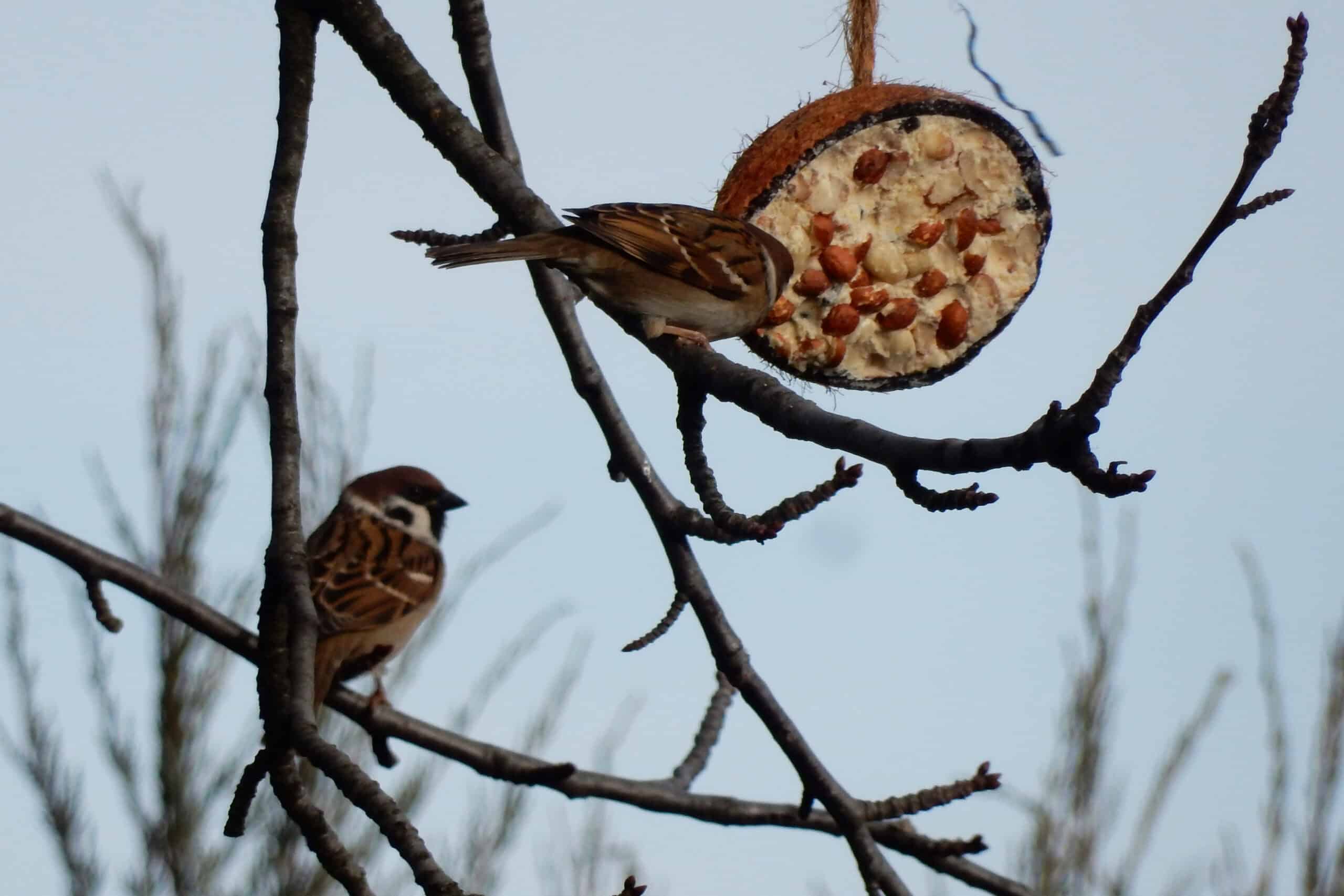 Vogelfütterung