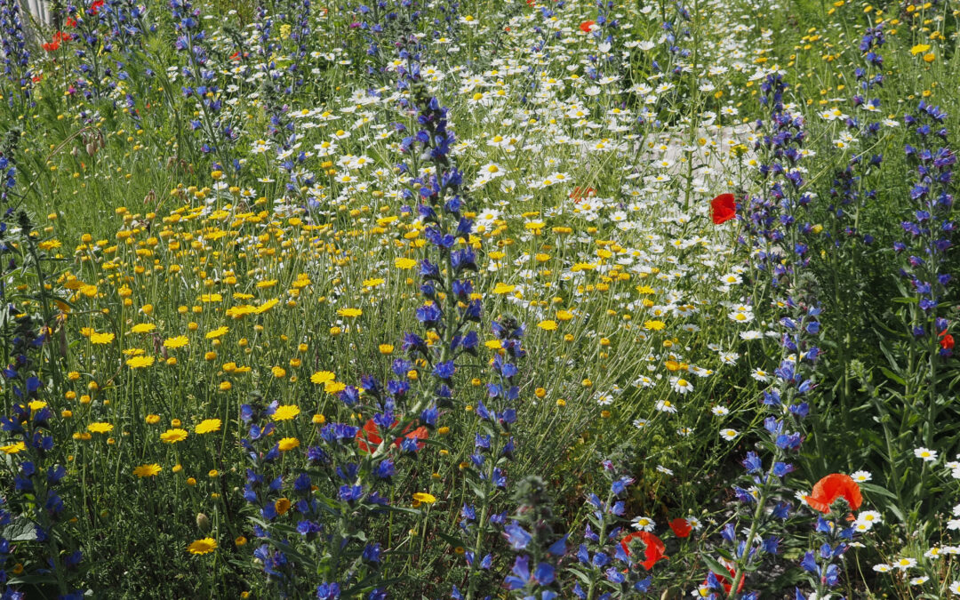 Biodiversität willkommen!