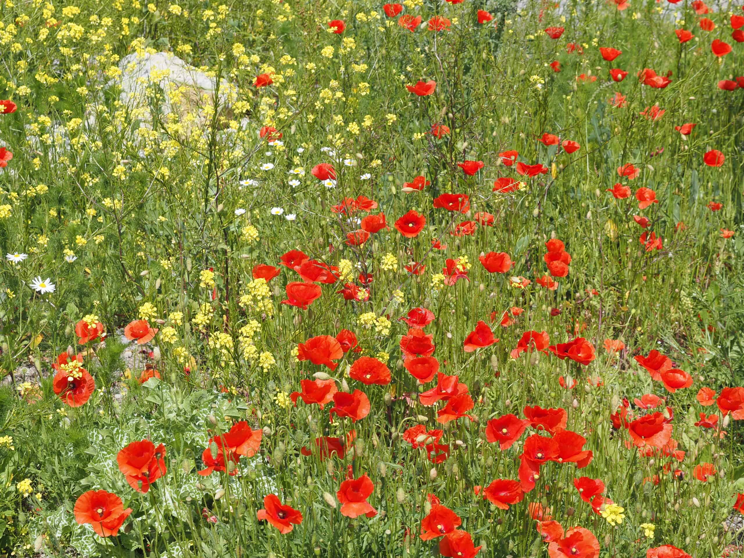 Sturm 19 Park c Sonja Schwingesbauer (4)