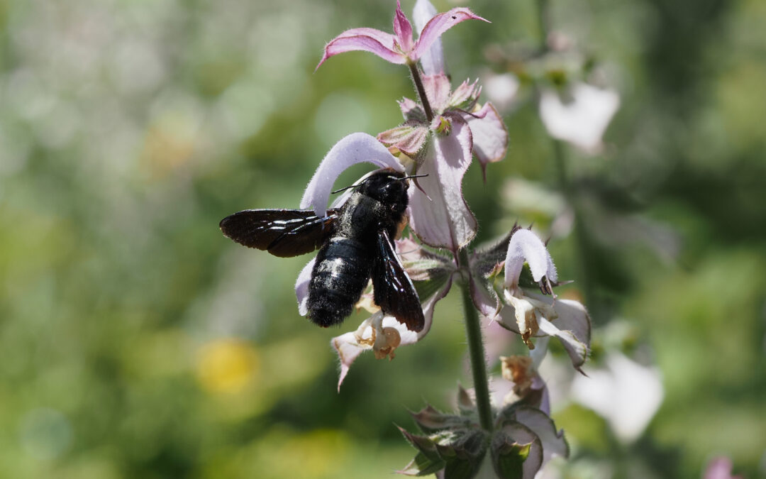 Holzbienen – eindrucksvoll und wunderschön