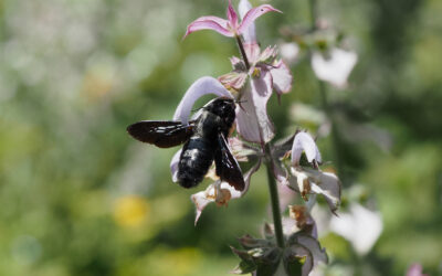 Holzbienen – eindrucksvoll und wunderschön