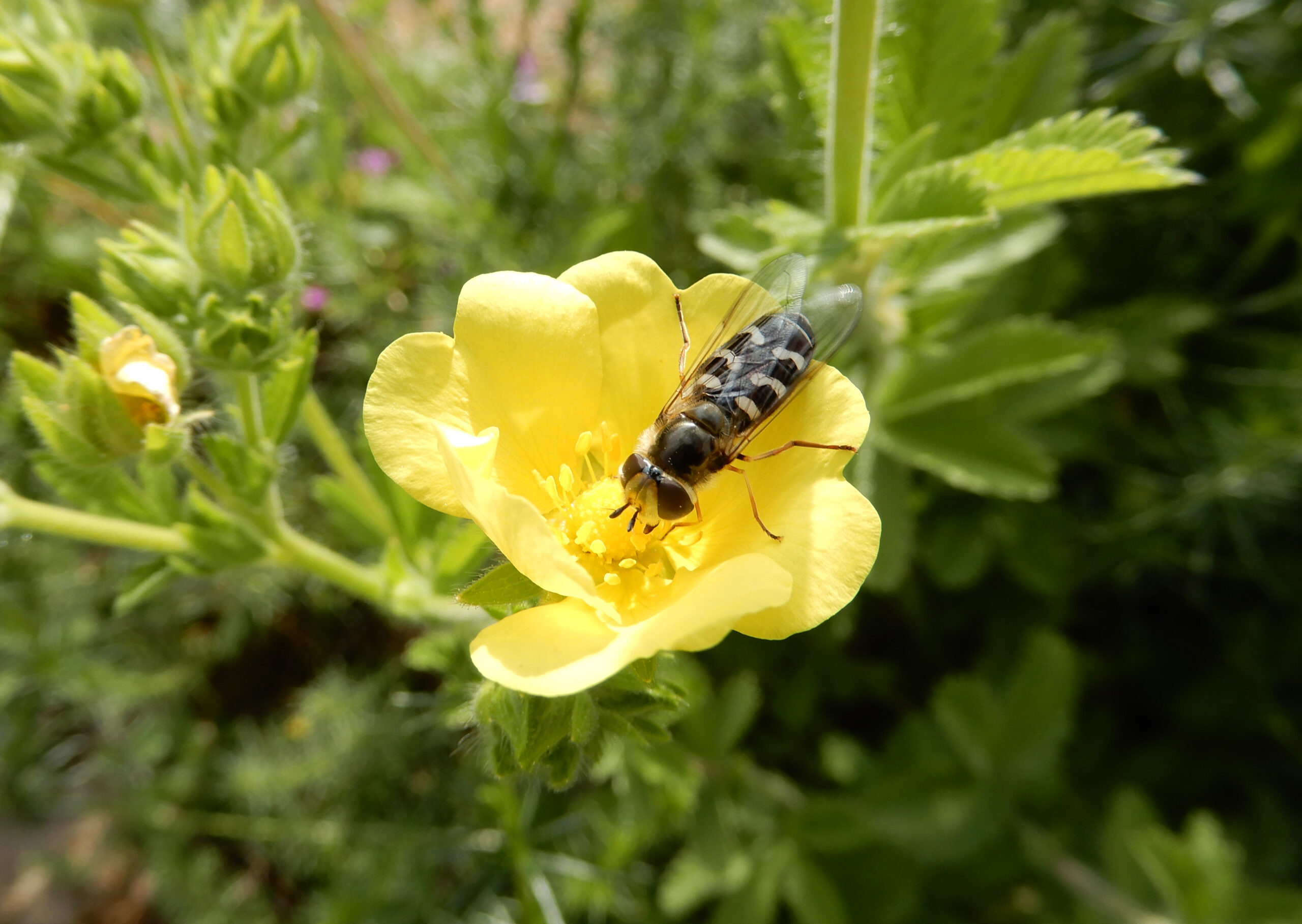 Blasenköpfige Schwebfliege (3)