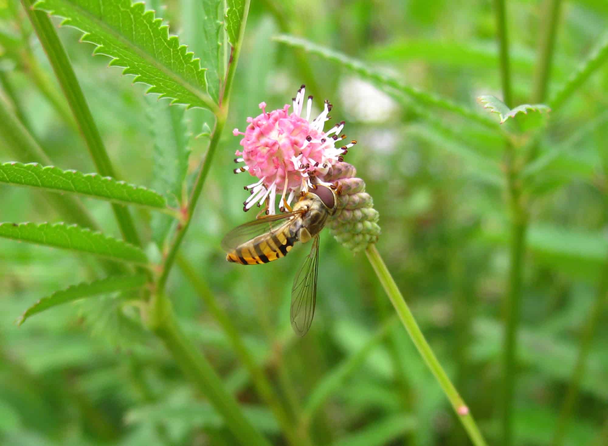 Hainschwebfliege Sanguisorba
