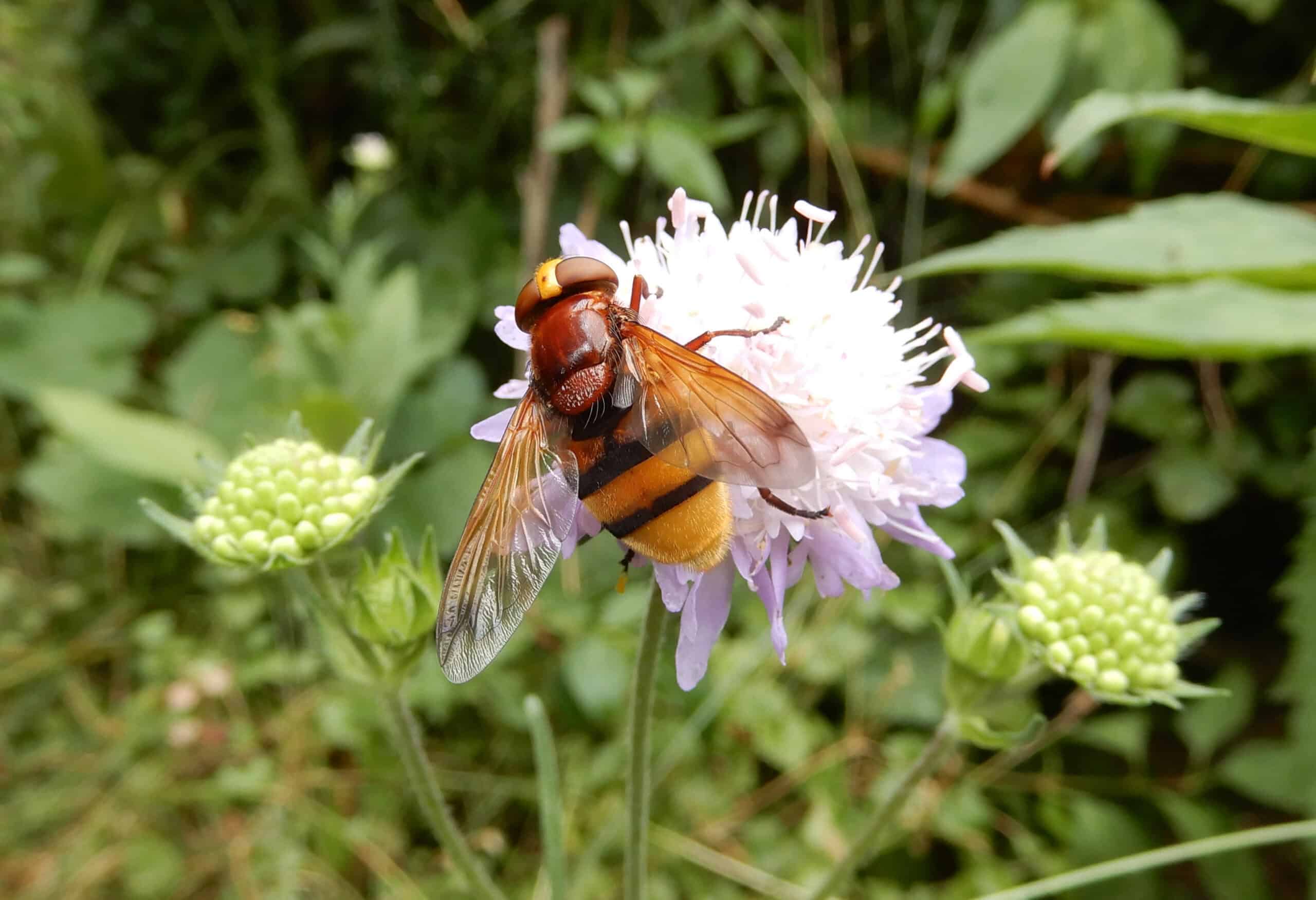 Hornissen Schwebfliege (30)