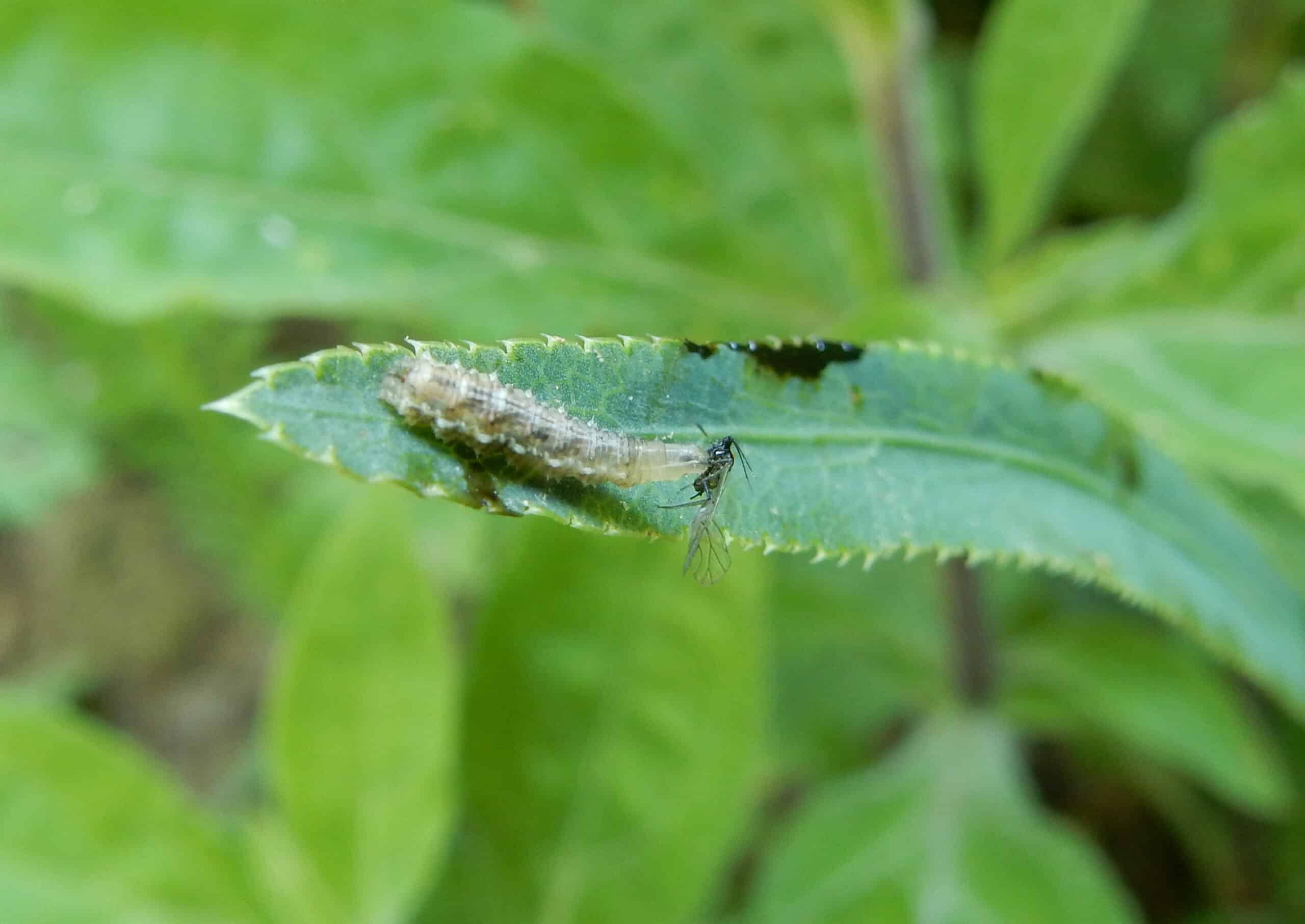 Larve Hainschwebfliege saugend