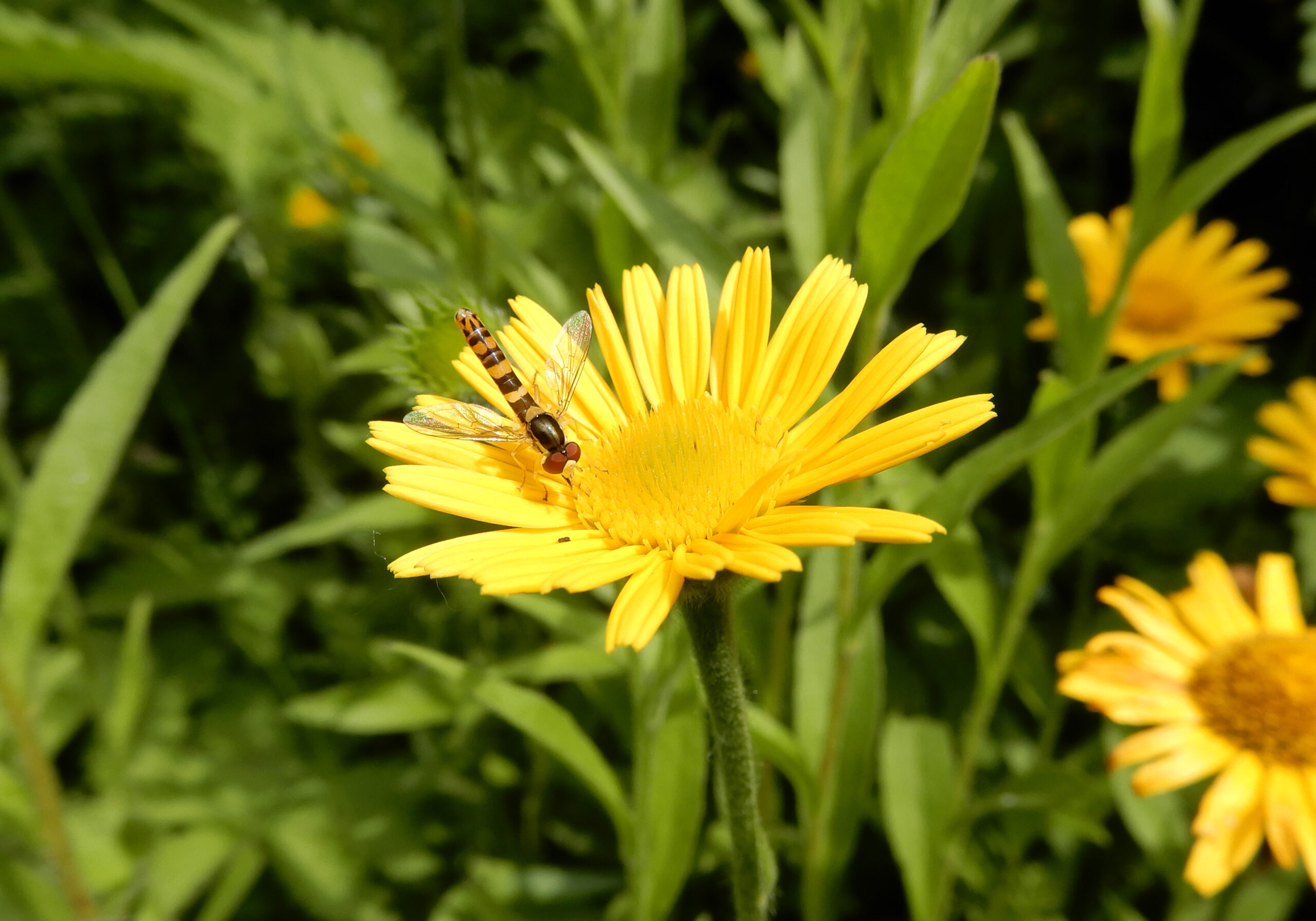 Stiftschwebfliege auf Rindsauge (1)