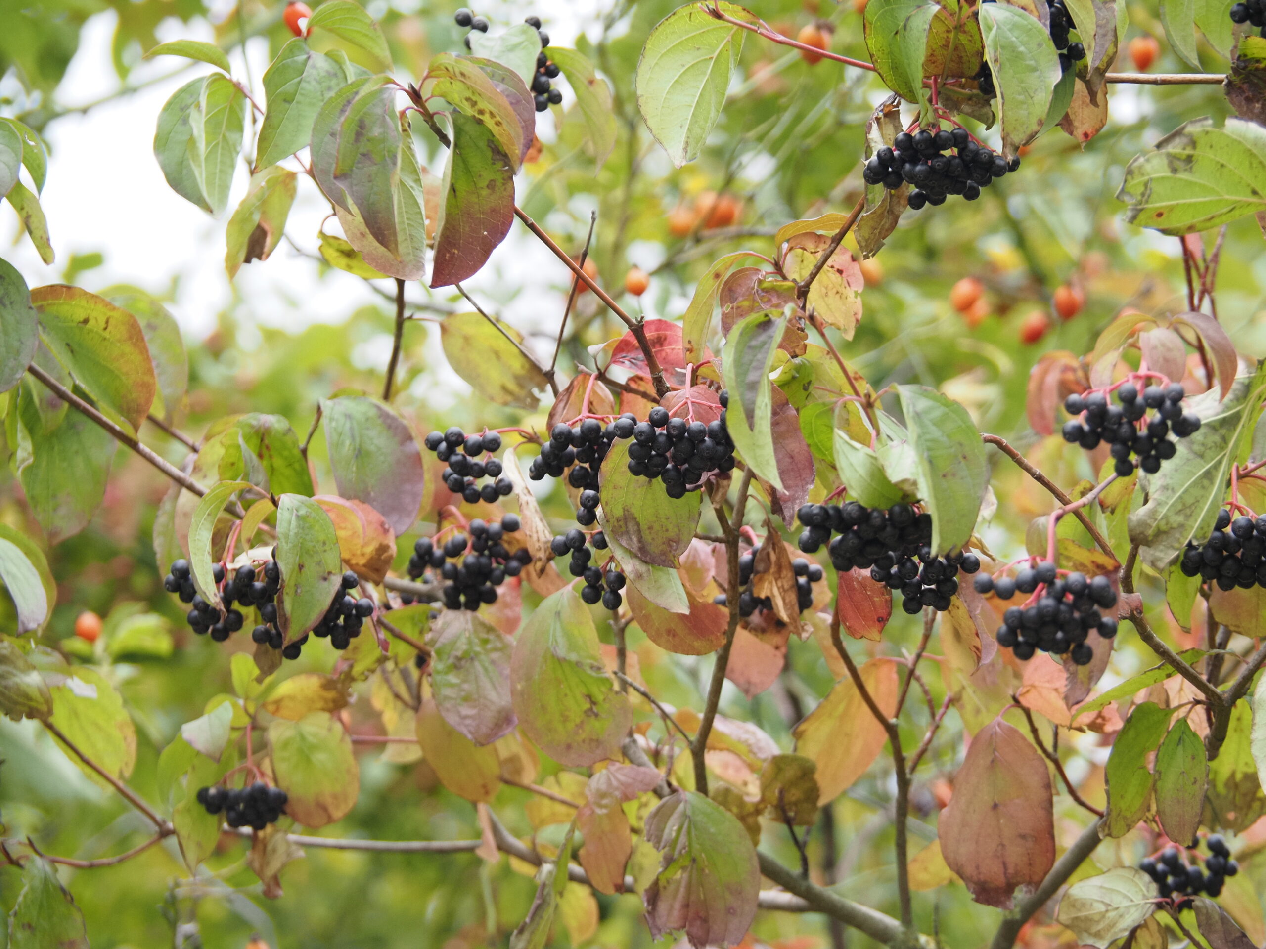 Cornus sanguinea Früchte