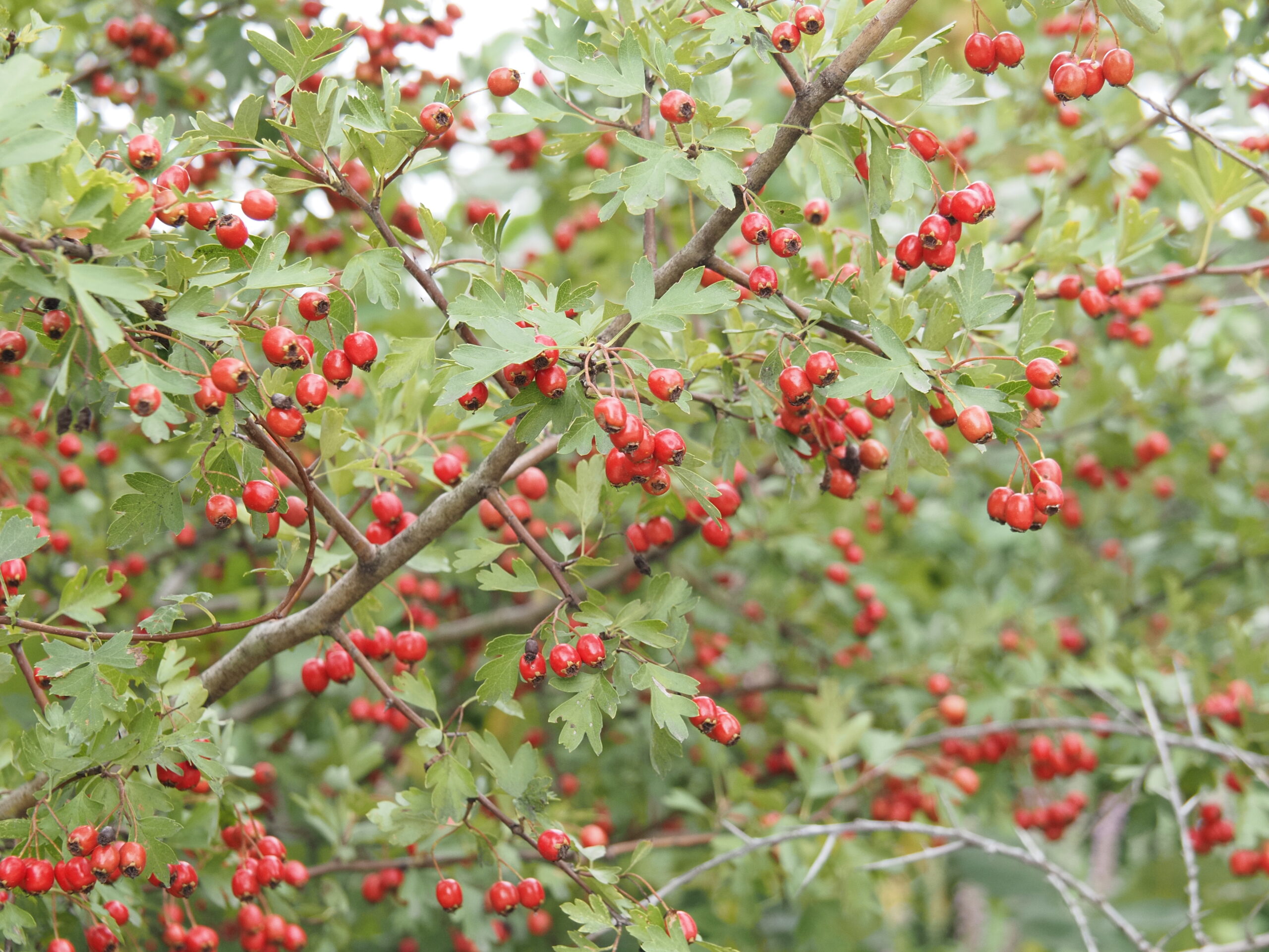 Crataegus monogyna Früchte