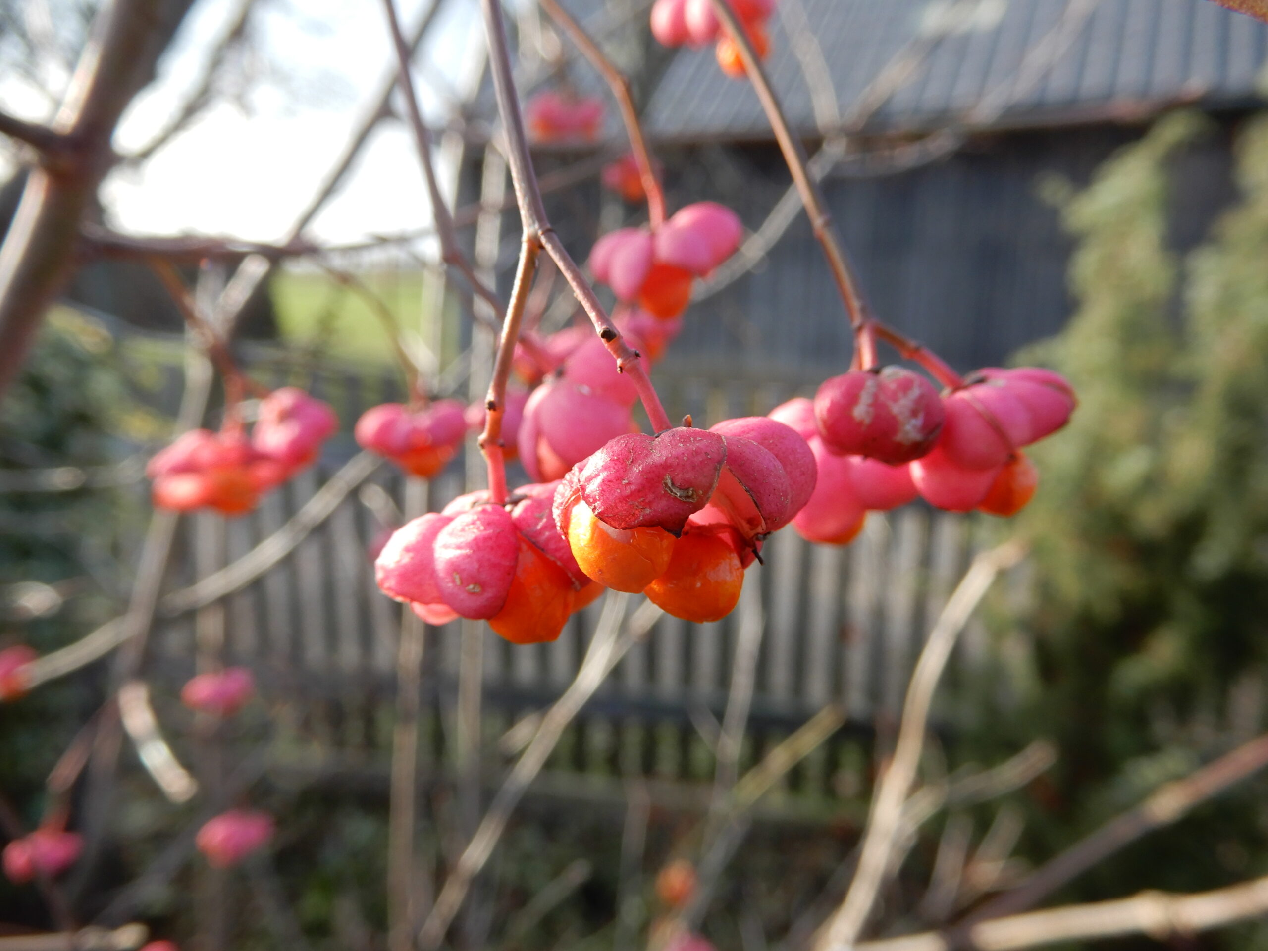 Euonymus europaeus Früchte