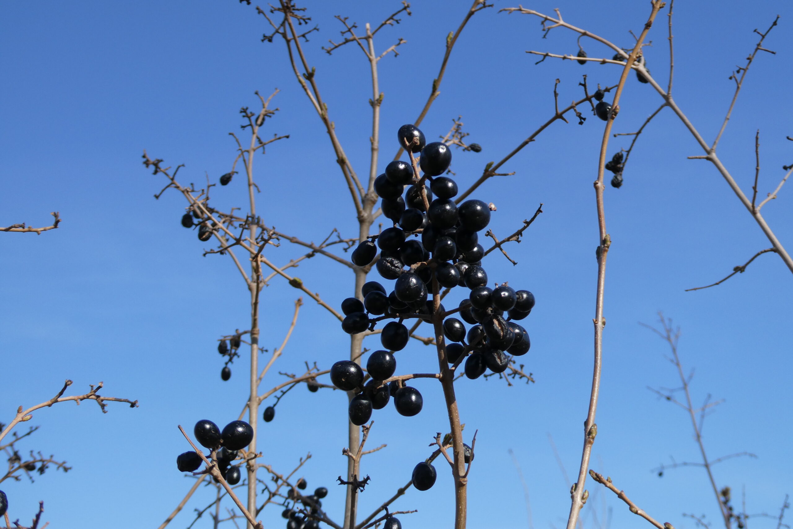 Ligustrum vulgare Früchte