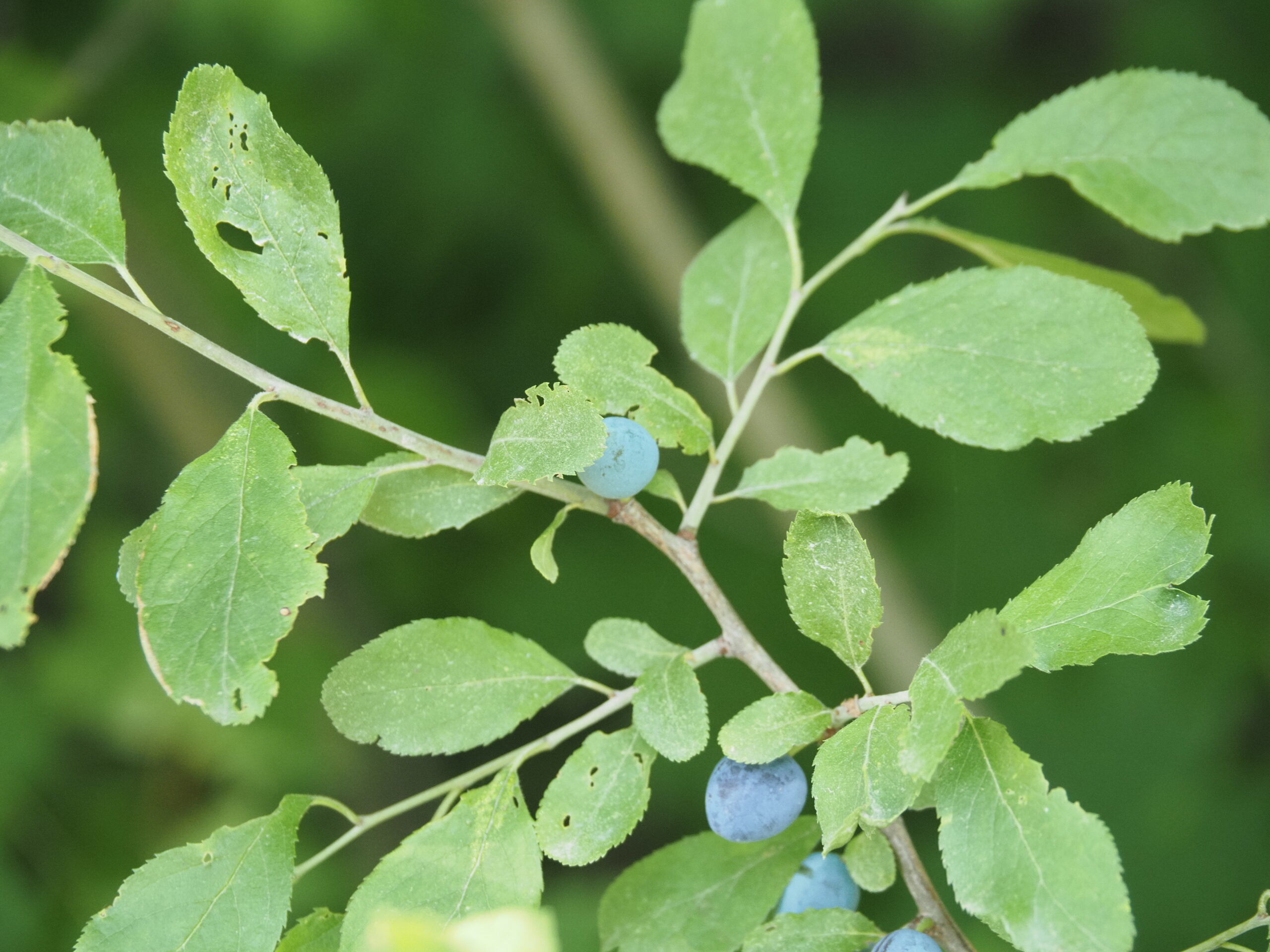 Prunus spinosa Früchte