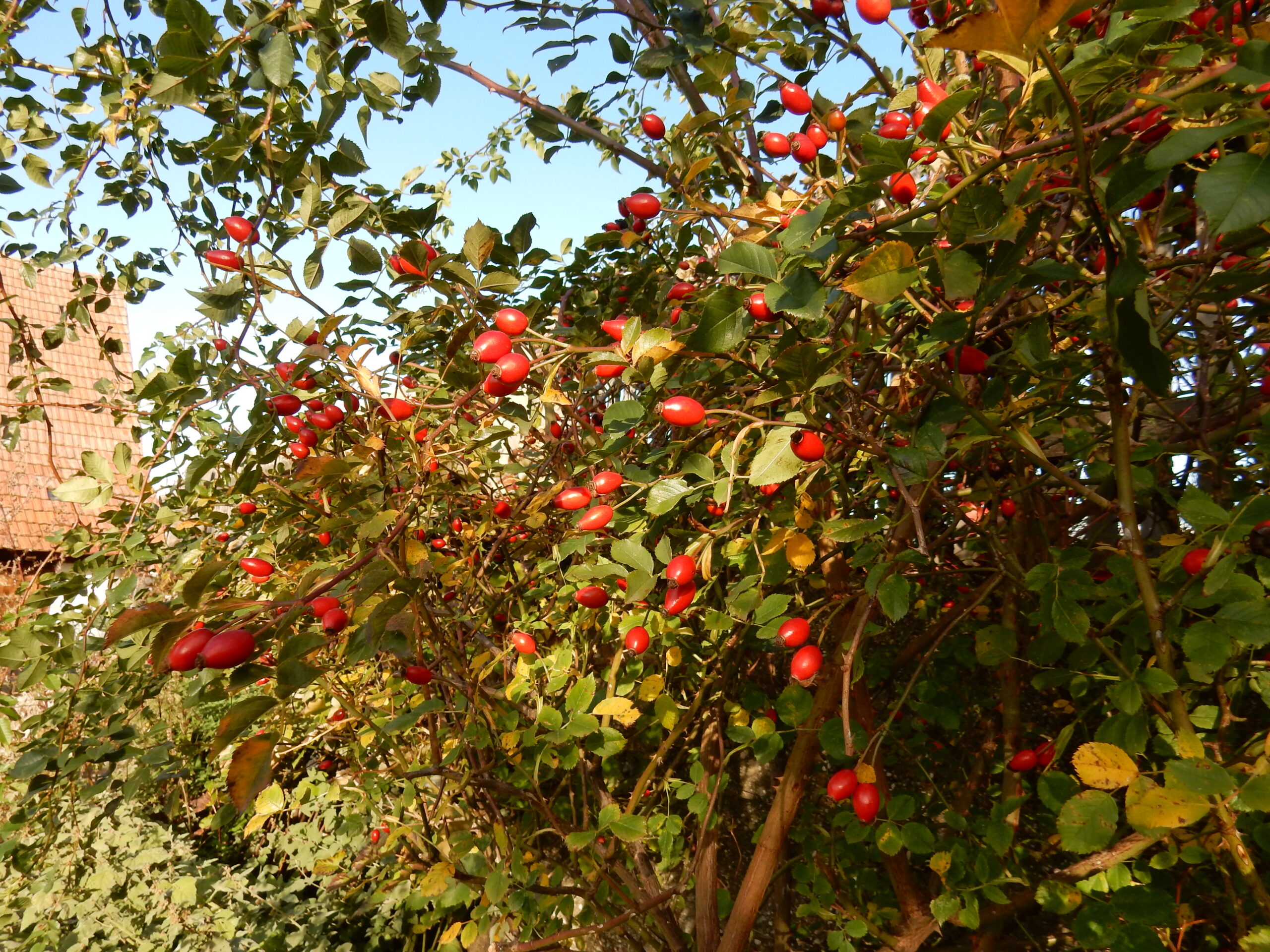 Rosa canina Herbstaspekt