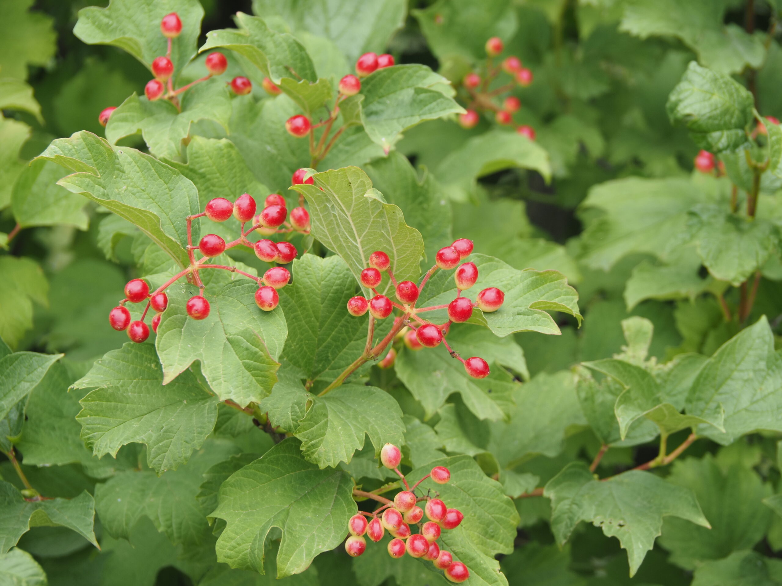Wilde Früchtchen – Wildsträucher im Garten