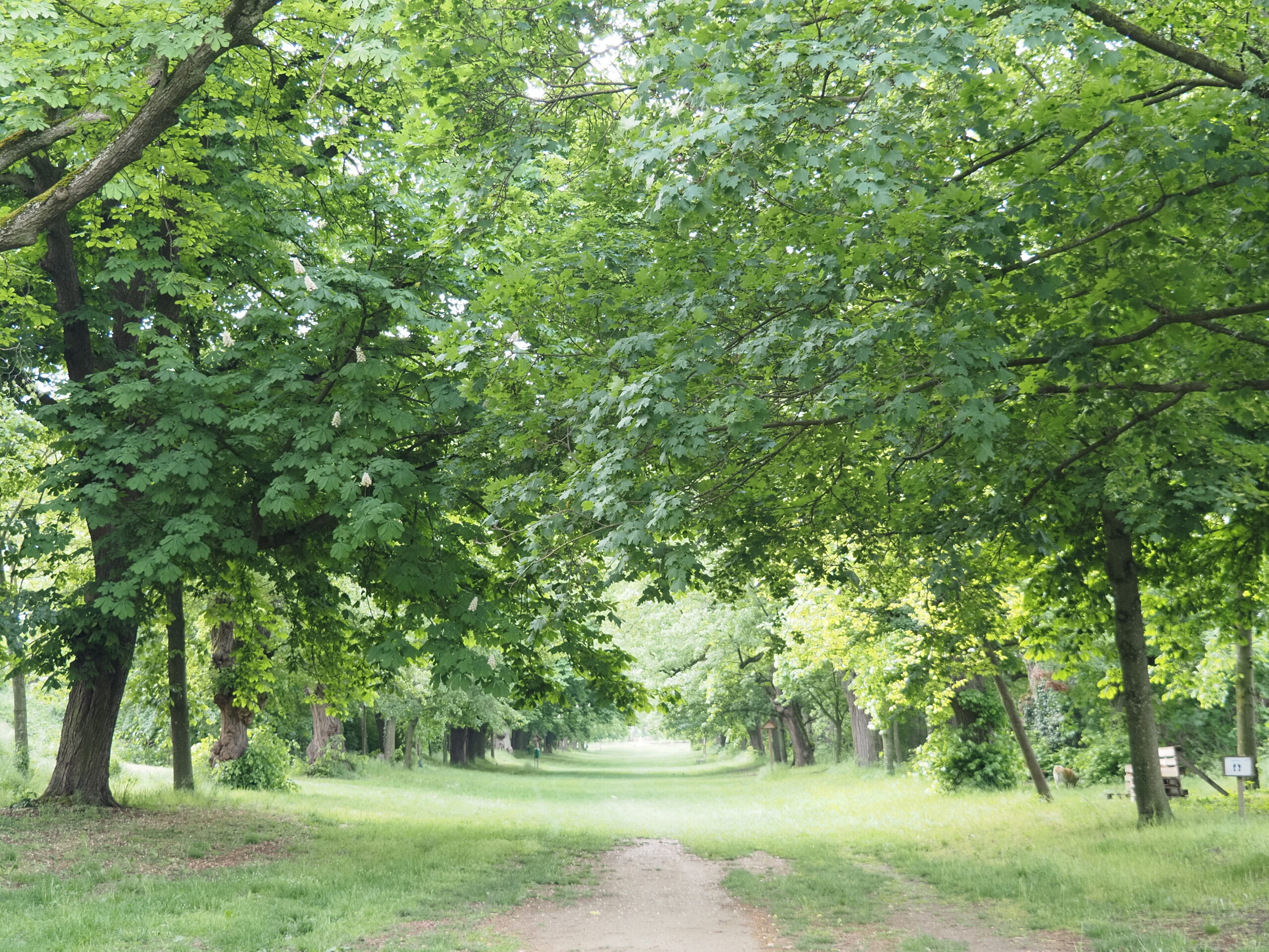 Die Linden-Allee – 2. Teil: Ein barockes Gestaltelement